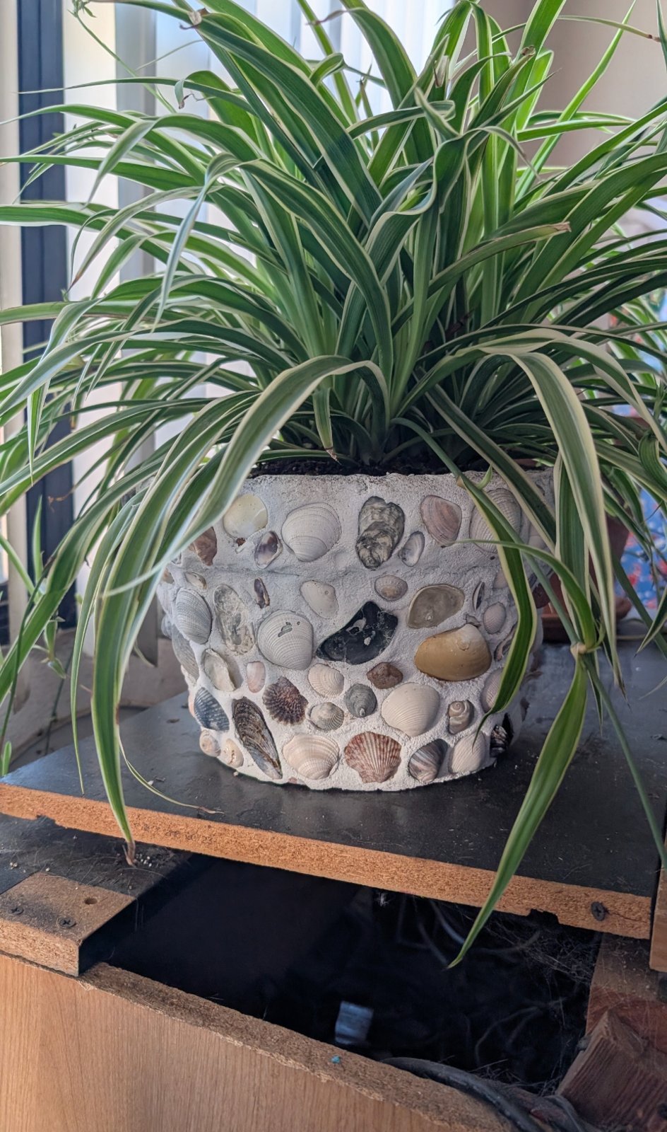 Flower pot covered in seashells holding a spider plant