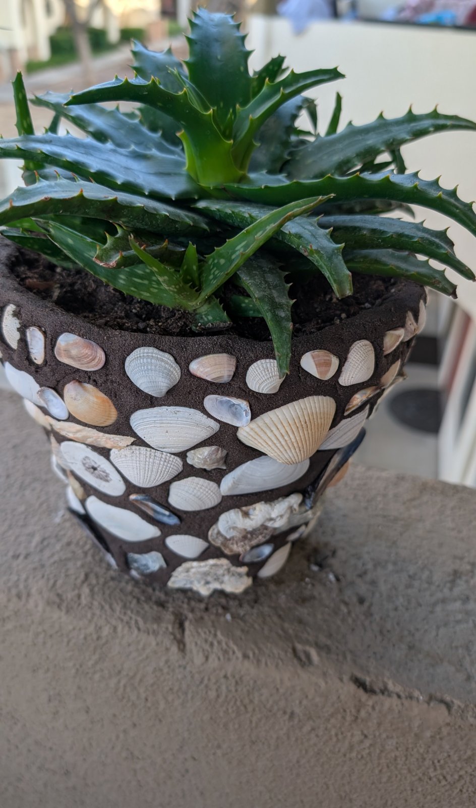 Seashell-covered pot holding an aloe plant